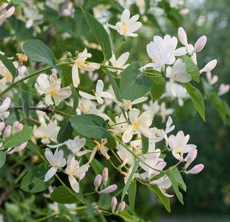 Sausmedis kvapusis (Lonicera fragrantissima)